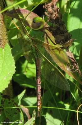 Common green darner (Anax junius), female