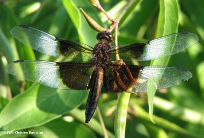 Widow skimmer (Libellula luctuosa), male