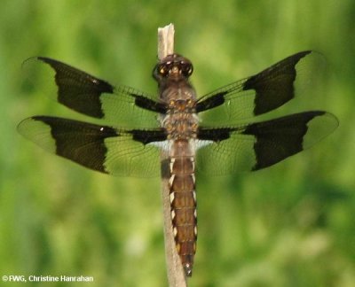 Common Whitetail (Libellula lydia), juvenile male