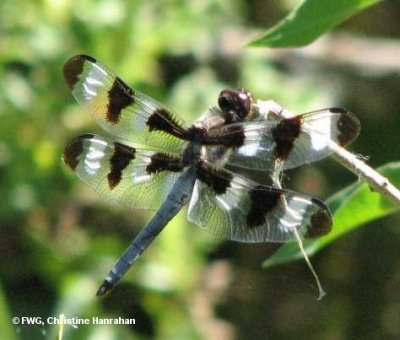 Twelve-spotted Skimmer (Libellula pulchella), male