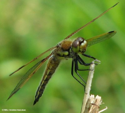 Four-spotted Skimmer (Libellua quadrimaculata), front view