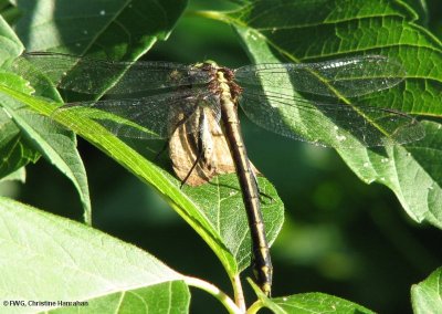 Black-shouldered spinyleg (Dromogomphus spinosus), female