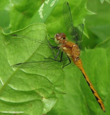 White-faced meadowhawk (Sympetrum obtrusum), immature male