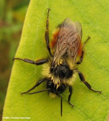 Red-banded bumblebee (Bombus ternarius)