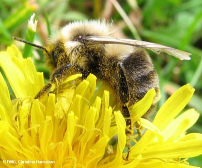 Bumblebee (Bombus sp.)