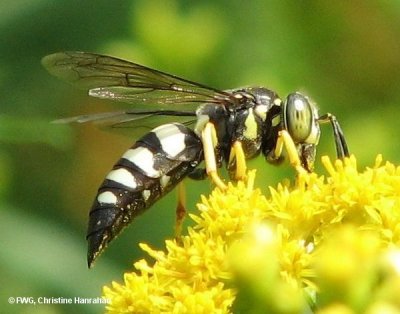 Sand wasp (Bicyrtes sp.)