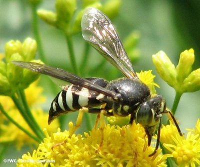 Sand wasp (Bicyrtes sp.)