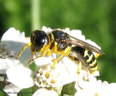 Digger wasp (Ectemnius sp.)