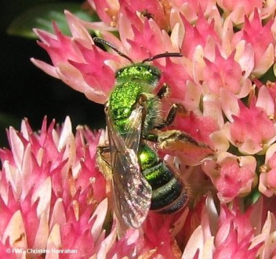 Sweat bee (Agapostemon sp.)