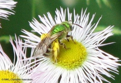 Sweat bee (Agapostemon sp.)