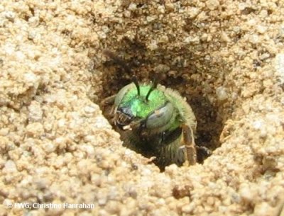 Sweat bee (<em>Agapostemon</em> sp.)