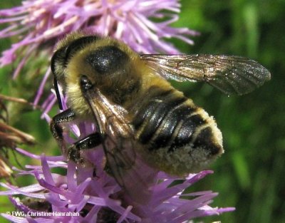 Leafcutter bee (Megachile)