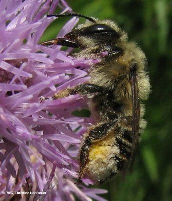 Leafcutter bee (Megachile)