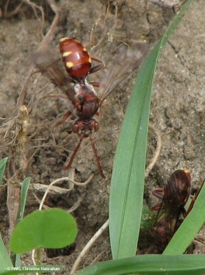 Cuckoo bee (Nomada sp.)