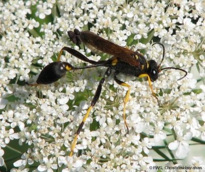 Black-and-yellow mud dauber (Sceliphron caementarium)