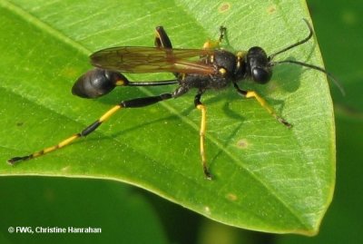 Black-and-yellow mud dauber (Sceliphron caementarium)