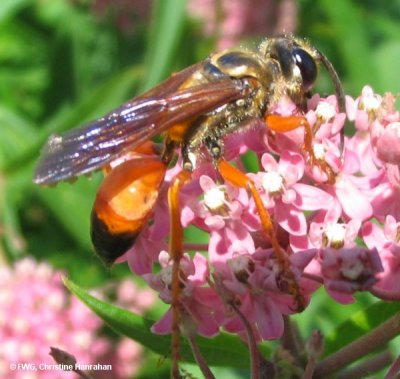 Sphecid wasp (Sphex ichneumoneus)