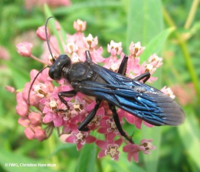 Great black wasp (Sphex pensylvanicus)