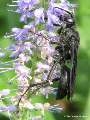 Great black wasp (Sphex pensylvanicus)