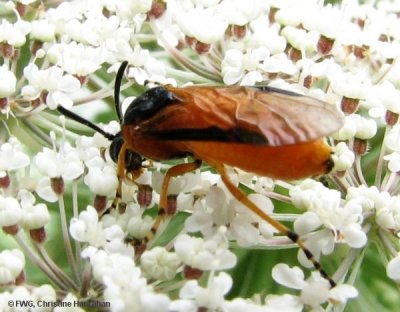 Imported rose sawfly (Arge ochropa)