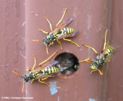 Paper wasp (Polistes dominula)