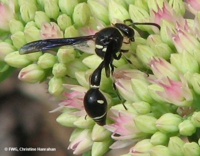 Potter wasp (Eumenes sp.)