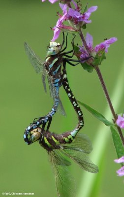 Darners (Family: Aeshnidae)