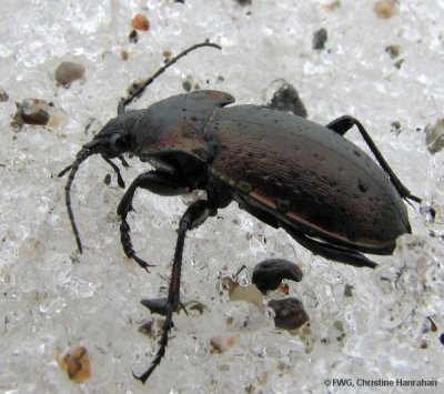 Ground beetle (Carabid sp.) on snow
