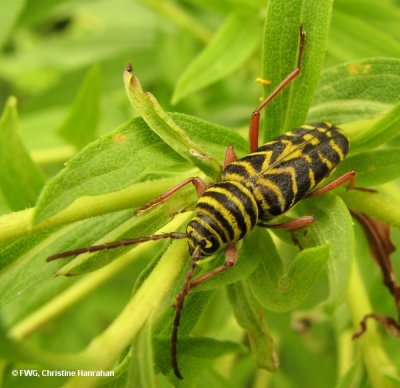 Locust borer (Megacyllene robiniae) on goldenrod
