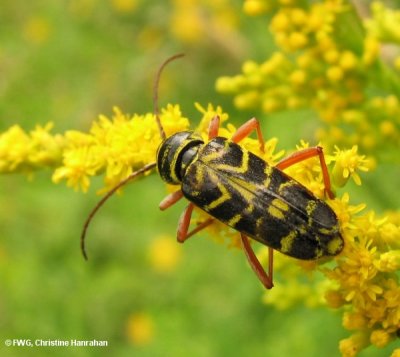 Locust borer (Megacyllene robiniae) on goldenrod