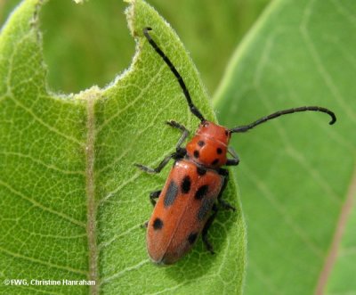 Red milkweed beetle (Tetraopes tetrophthalmus) on milkweed leaf