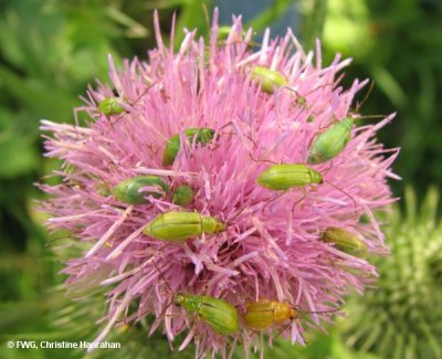 Northern corn rootworm beetles (Diabrotica barberi) on thistle