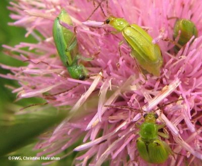 Northern corn rootworm beetles (Diabrotica barberi) on thistle