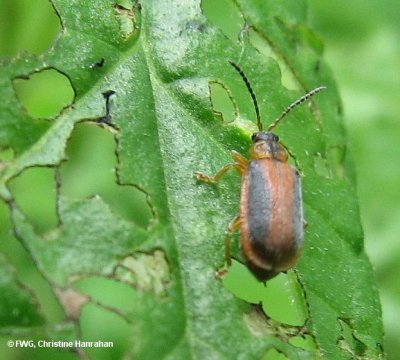 Loosestrife beetle (<em>Galerucella calmariensis</em>) on purple loosestrife leaf