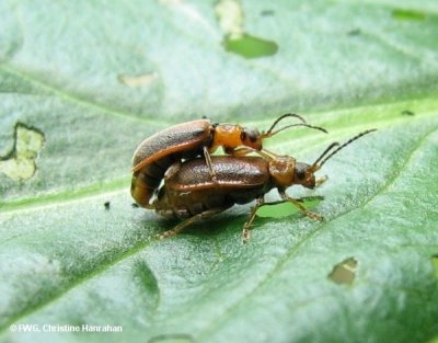 Loosestrife beetles (Galerucella calmariensis) mating on purple loosestrife leaf