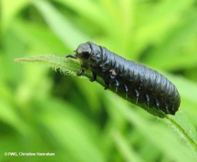 Goldenrod leaf beetle (Trirhabda canadensis) larva on goldenrod