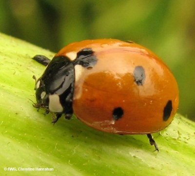 Lady Beetles (Coccinellidae)