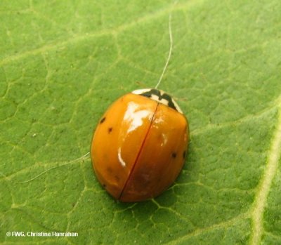 Asian lady beetle (Harmonia axyridis) variation with almost no spots