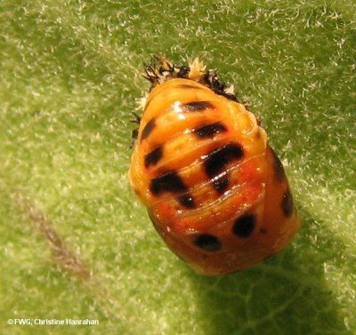 Asian lady beetle (Harmonia axyridis) pupa