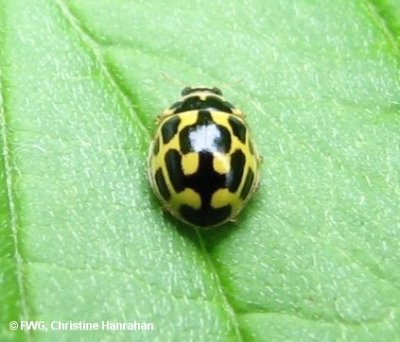 Fourteen-spotted lady beetle (Propylaea quatuordecimpunctata)