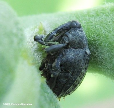 Milkweed stem weevil (Rhyssomatus lineaticollis) on milkweed