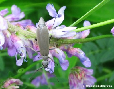 Blister beetle (Epicauta fabricii) on purple vetch