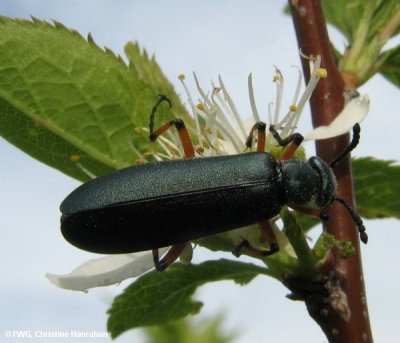 Green blister beetle (<em>Lytta sayi</em>) on wild plum