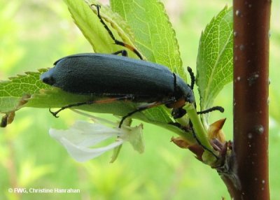 Green blister beetle (<em>Lytta sayi</em>) on wild plum