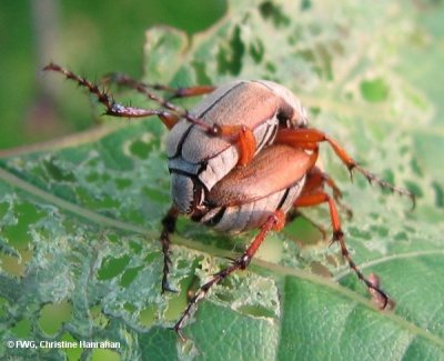 Rose chafer beetles (Macrodactylus subspinosus) mating