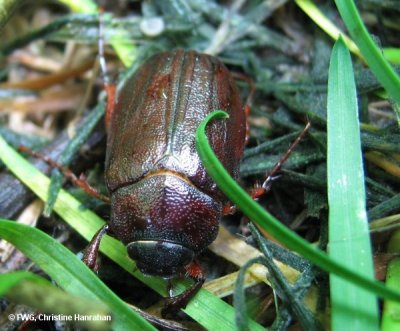 June beetle (Phyllophaga sp.)