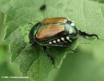 Japanese beetle (Popillia japonica)