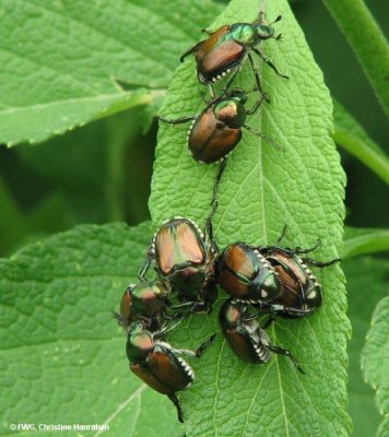 Japanese beetles (Popillia japonica) massing on Joe-Pye weed