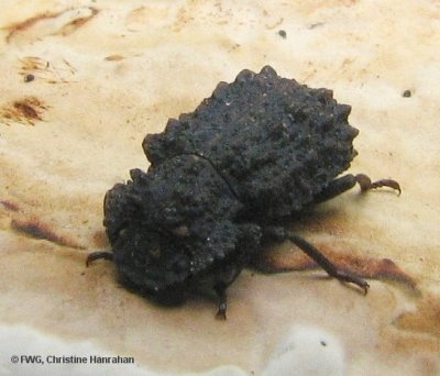 Forked fungus beetle (Bolitotherus cornutus) closeup