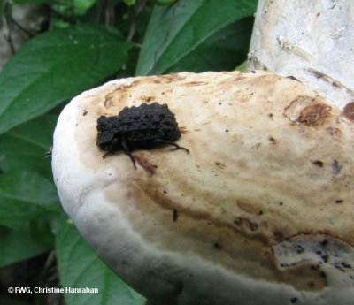 Forked fungus beetle (Bolitotherus cornutus) on polypore fungus 